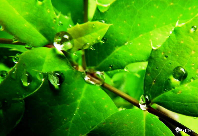Esőcseppes mahónia