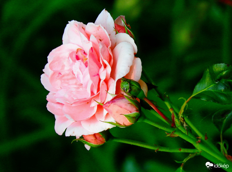 Egy bokrom újra virágzik 2.