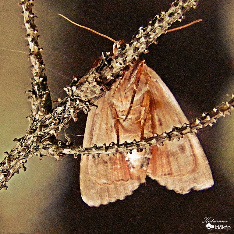 Aki búj aki nem.....