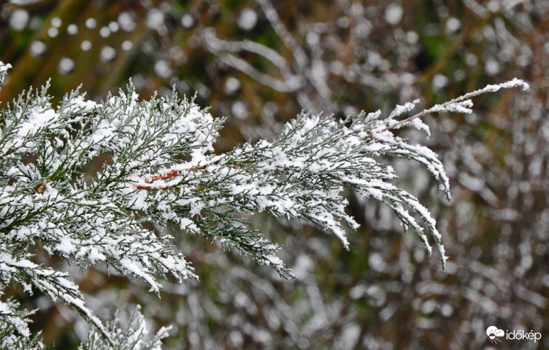 Havas terülő fenyő ága