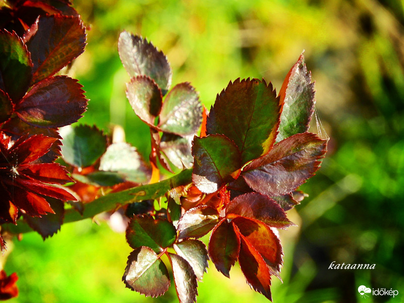 Rózsabokor ága