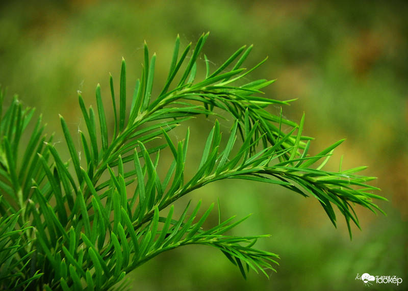Fenyőcsemete hajtása