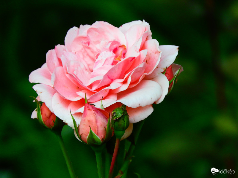 Egy bokrom újra virágzik