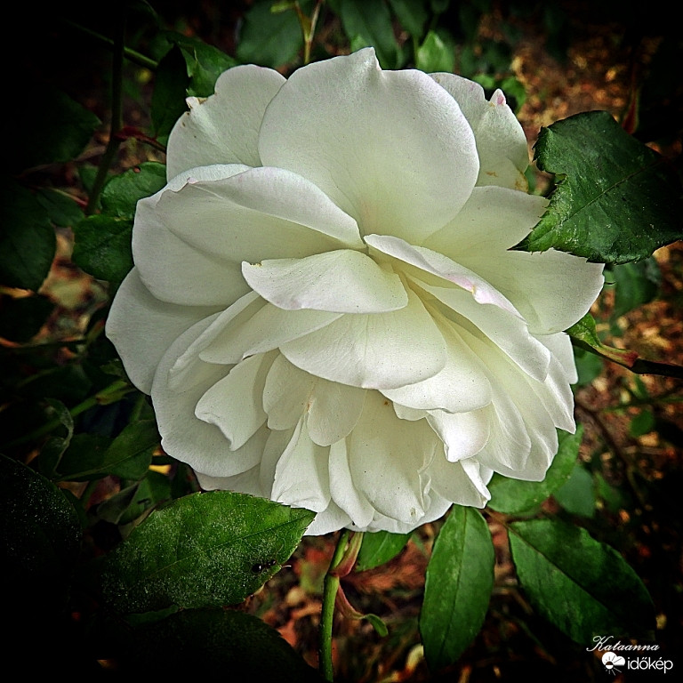 Csak egy szál fehér rózsa