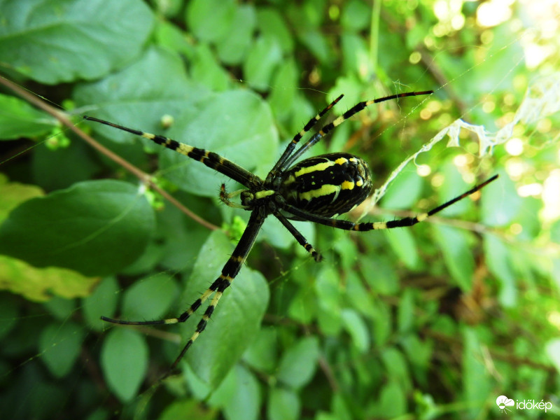 Pókom a hasa felől
