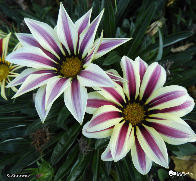 Gazania