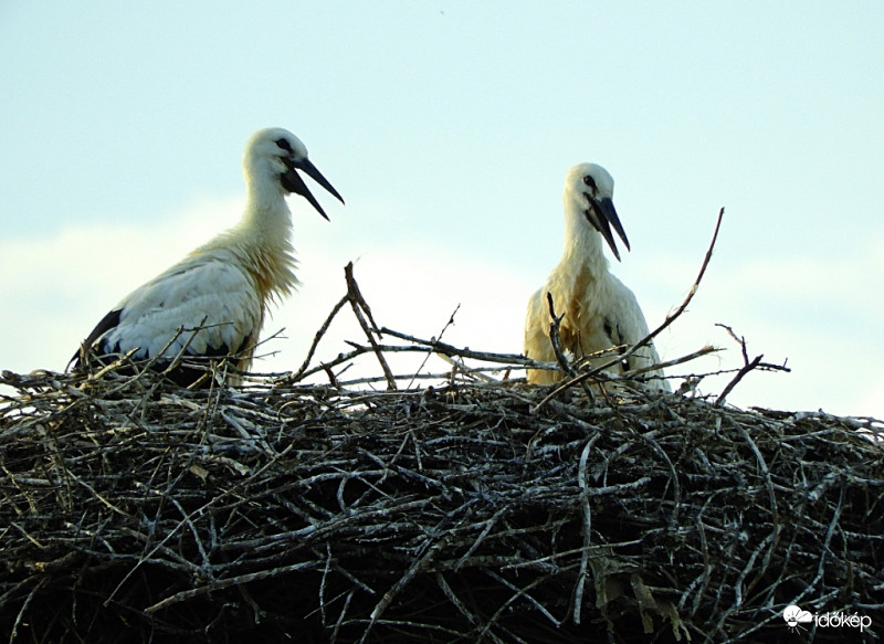Gólyafiókák vacsorára várva