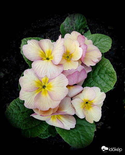 Primula
