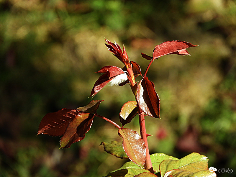 Rózsabokor hajtása a mai napon
