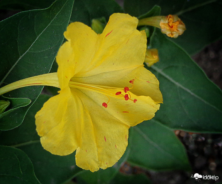 Estike (csodatolcsér)