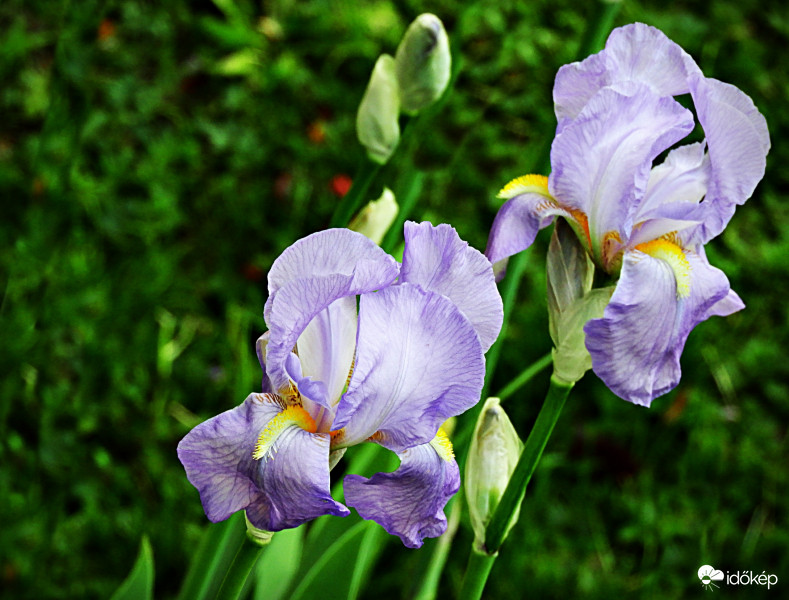 Íriszem a kertemből