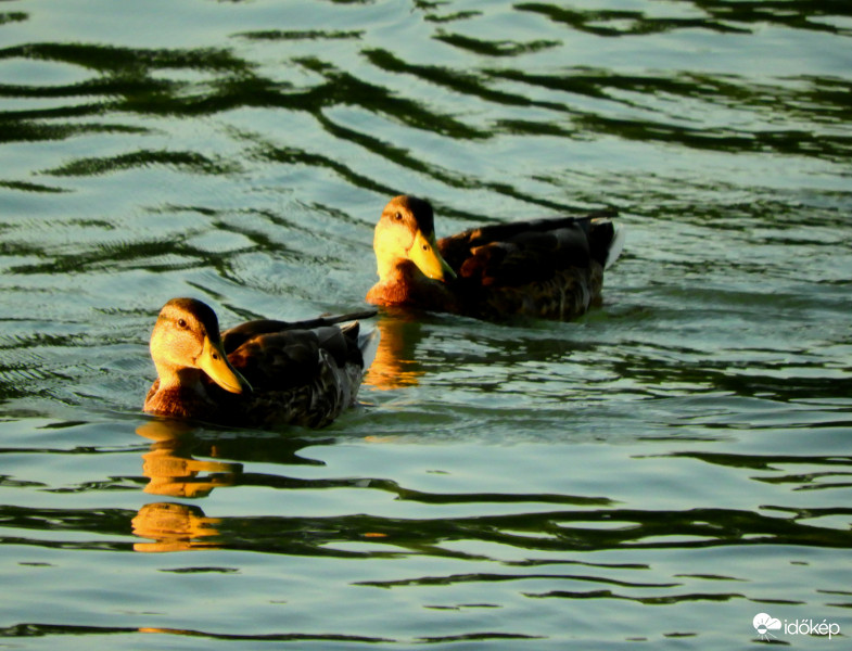 Hullámokon ringatózva 