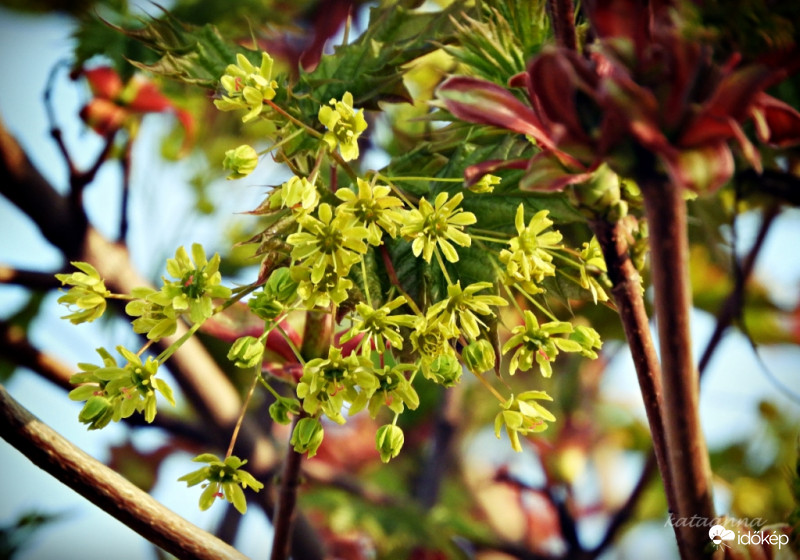 Gömb koronájú szegélyfa virágzása és levélbonása a kerékpár út mentén
