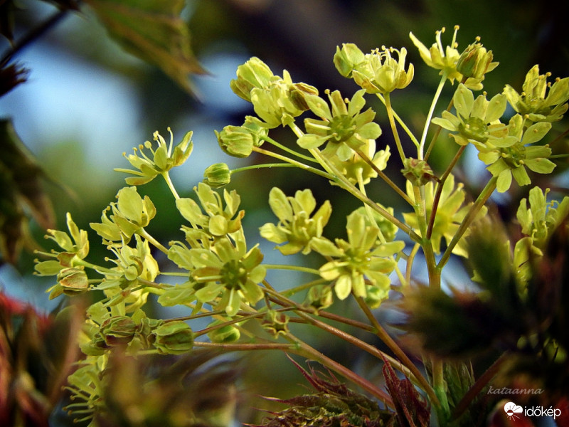 Gömb koronájú szegélyfa virágzása és levélbonása a kerékpár út mentén