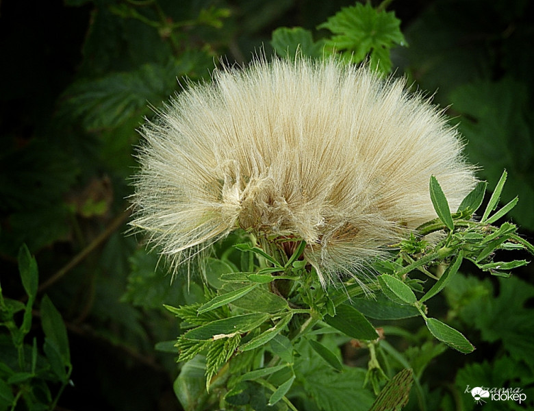 Nyílik a bakszakáll