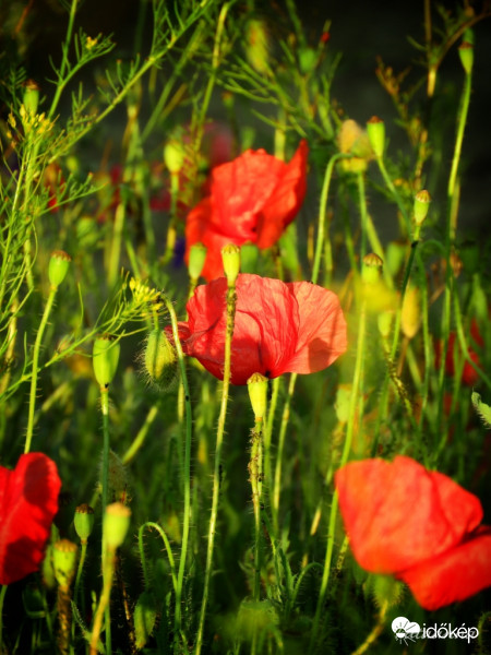 Pipacsok az árokparton