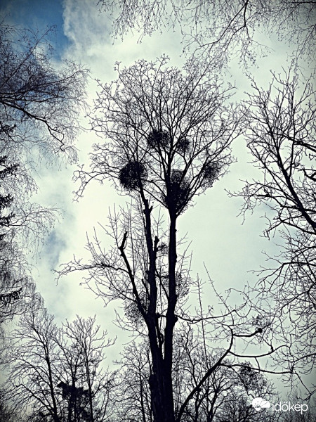 Az erdők könnye a fagyöngy