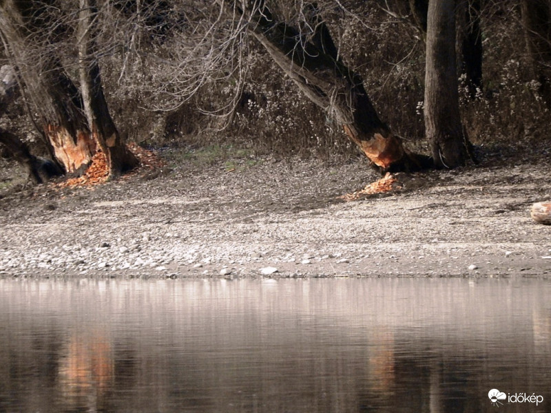 Dolgoznak a hódok a Szentendrei szigetengeten