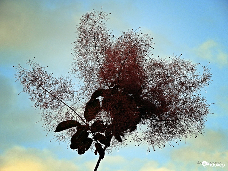 Cserszömörce legfelső ága