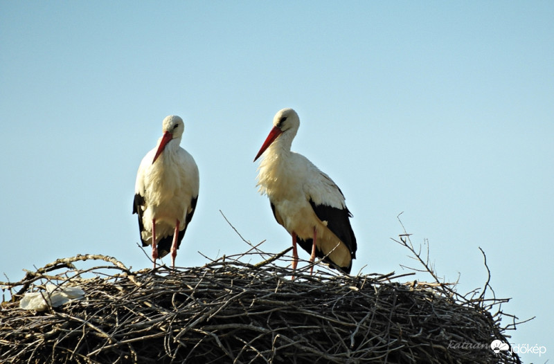 Gólyánk Duna és Bogi