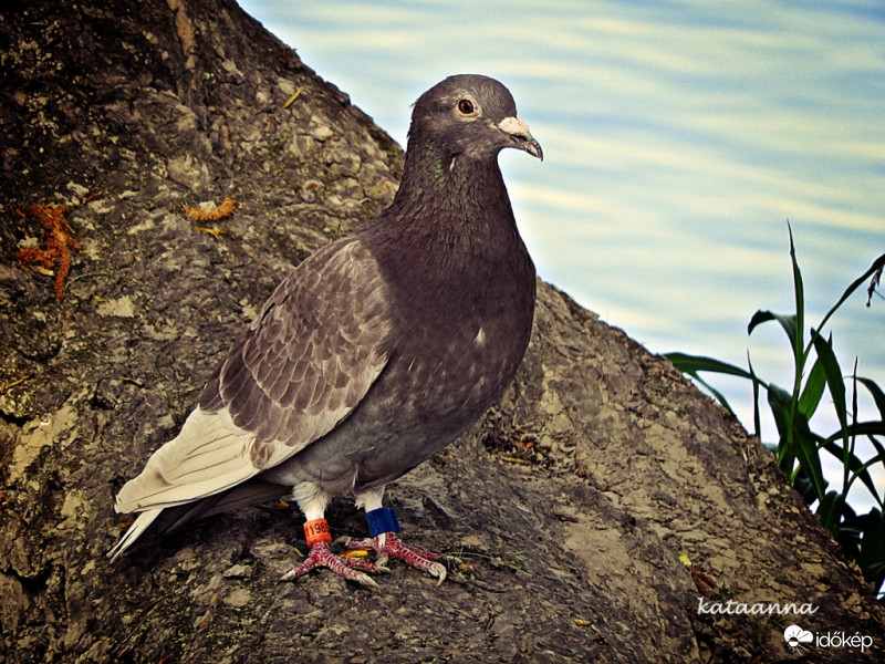 Postagalamb (2019.áprilisi fotó a Duna mellett)