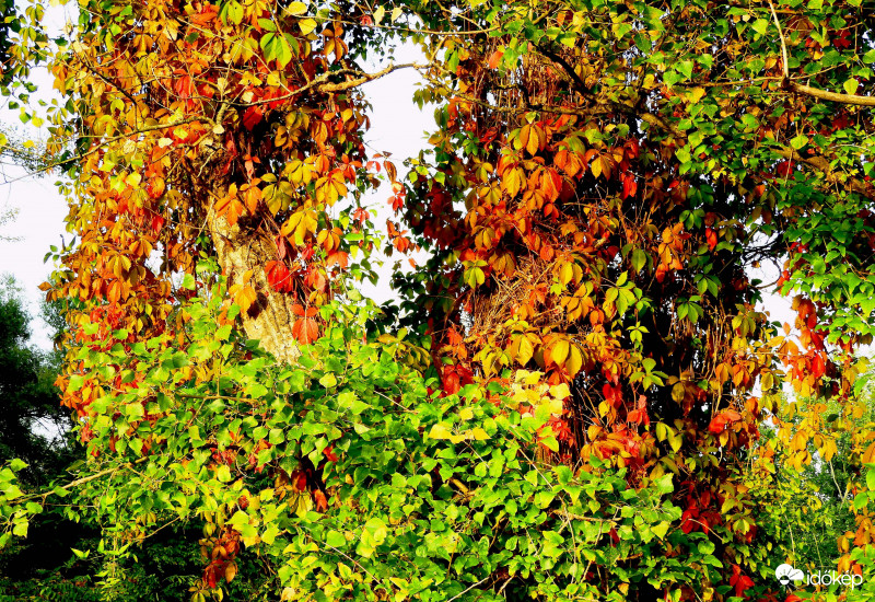 Vadszőlő a nyárfán