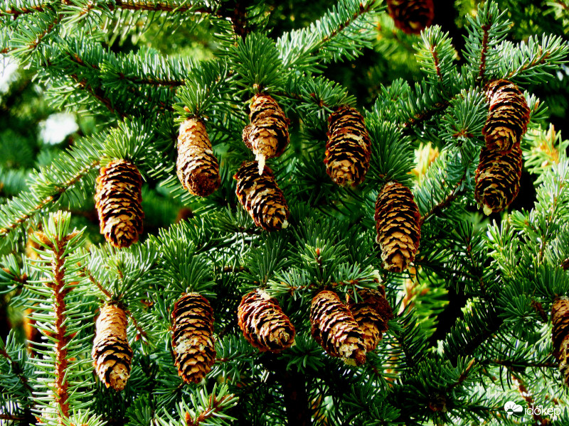 Magas fenyő tetején