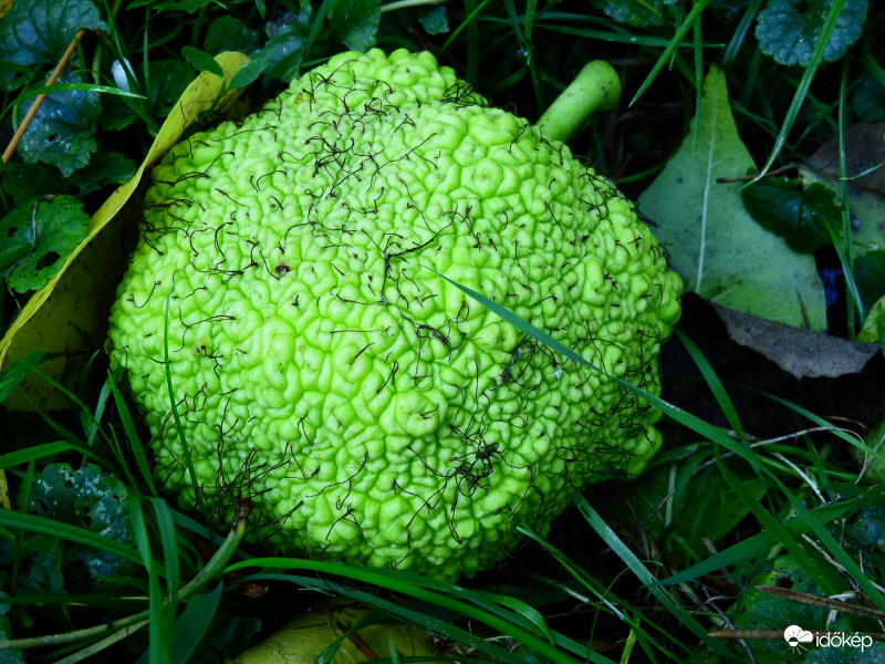 Narancseperfa termése