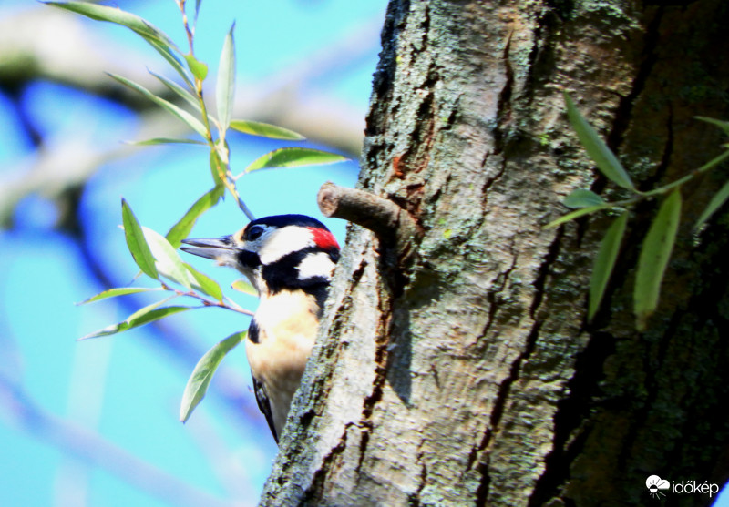 Végre kidugta a fejét