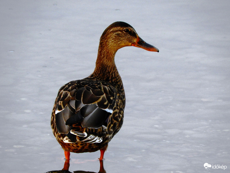 Hátulról jobb profil