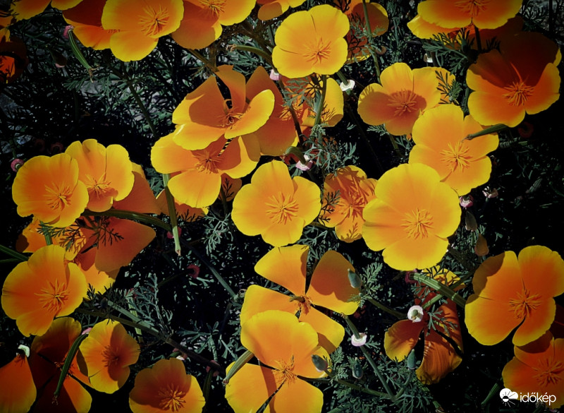 Kaliforniai mákirág