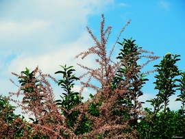 Tamariska 