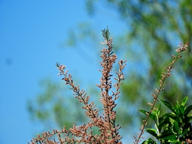 Tamariska 