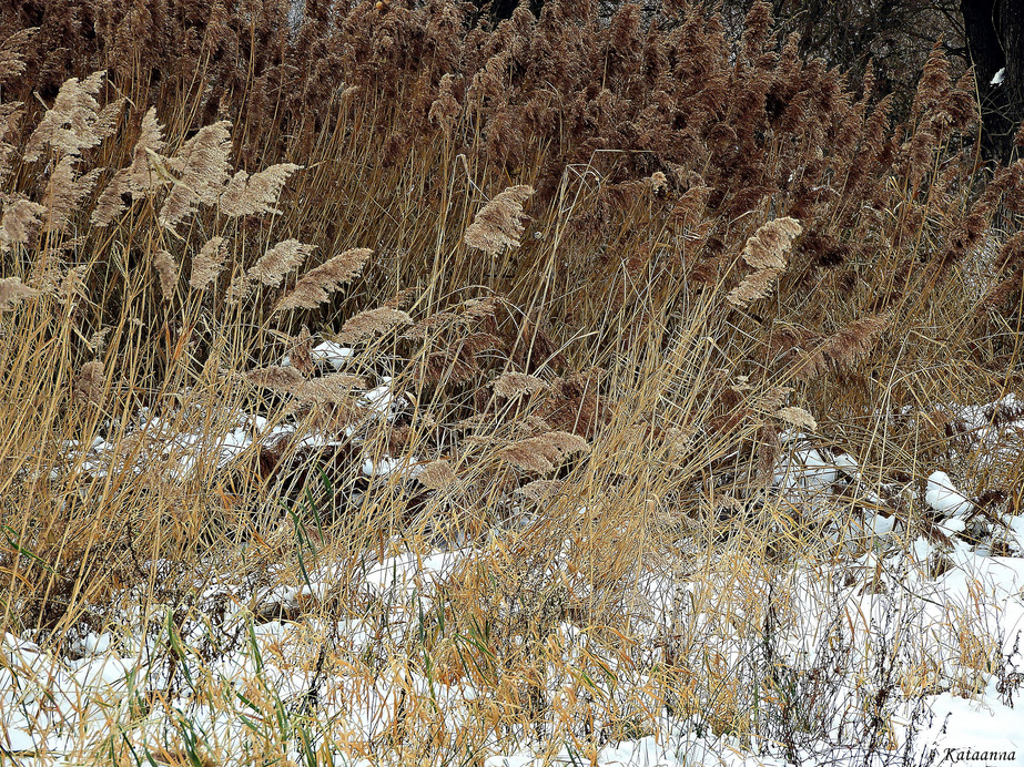 Közönséges nád a Duna-parton