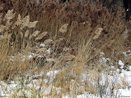 Közönséges nád a Duna-parton