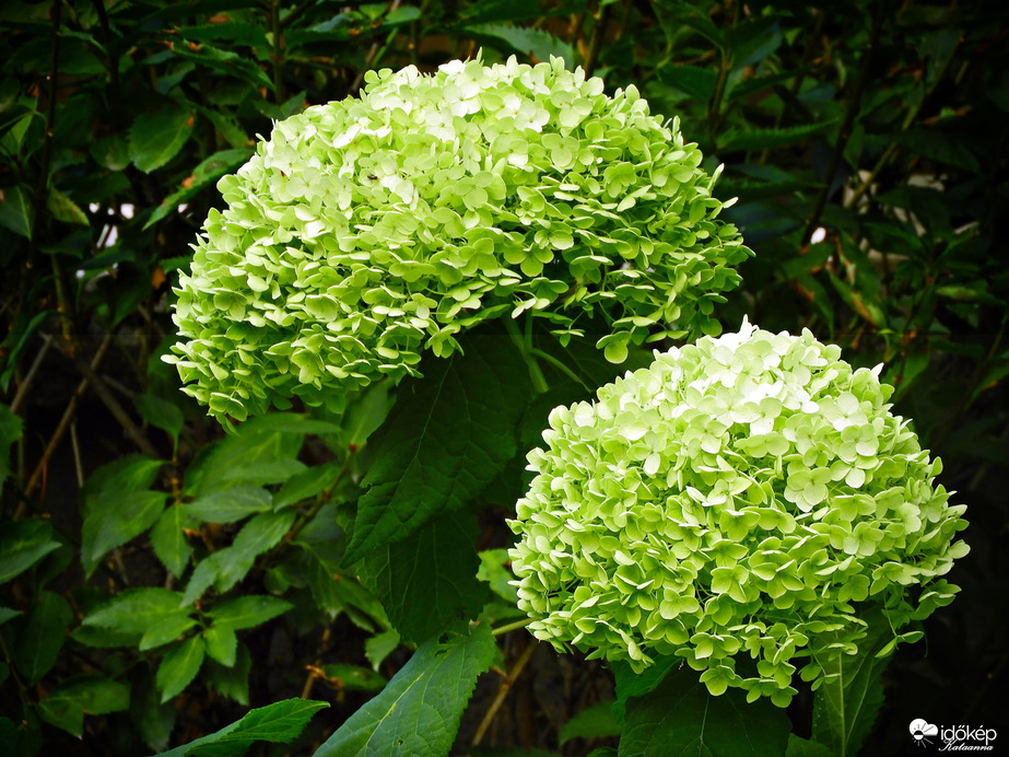 Hortenzia