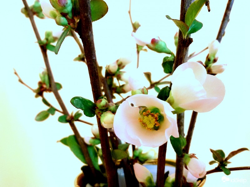 " ..Úgy élj, hogy te legyél virágnak virága. .. "