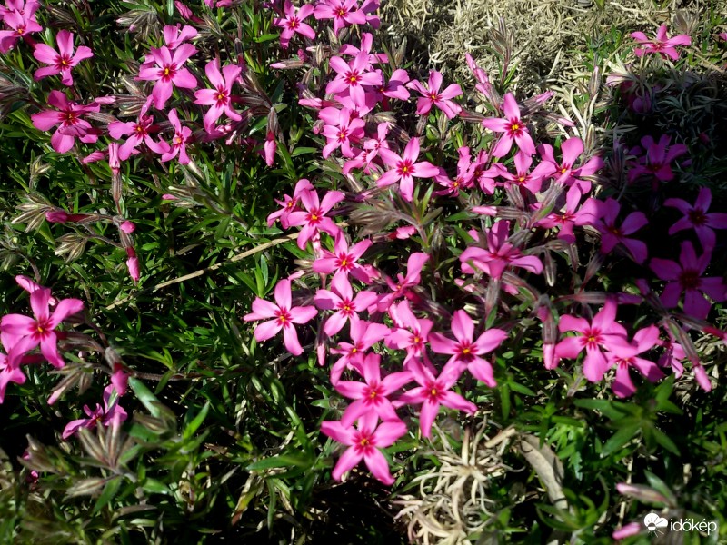 Rózsaszín szőnyeg