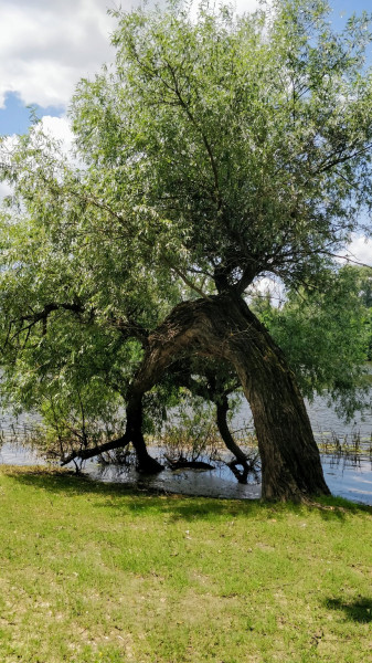 Hódmezővásárhely