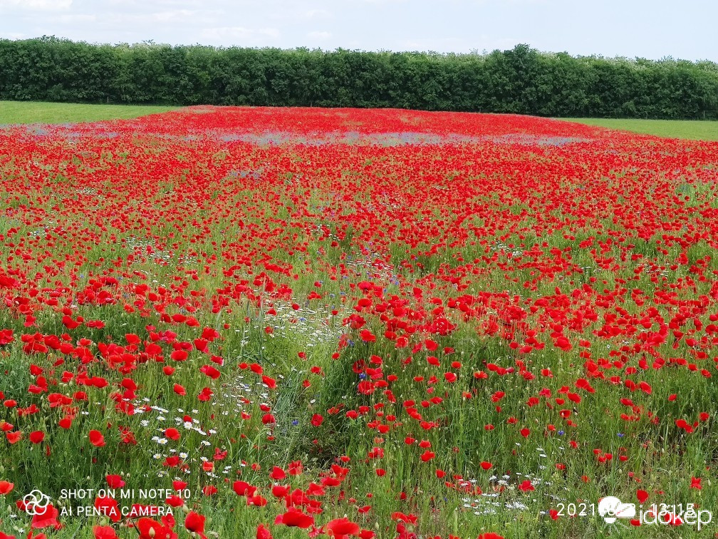 Észlelési fényképek