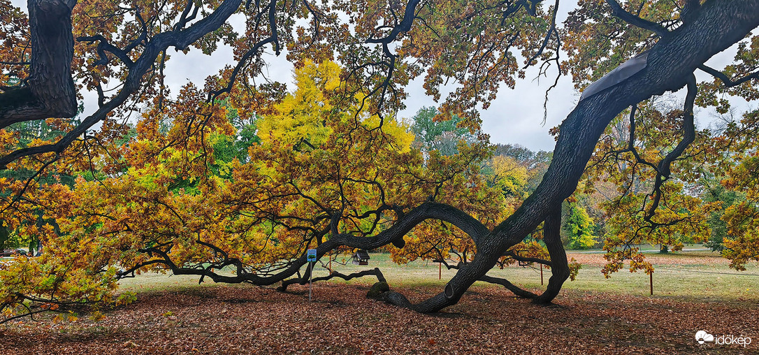 223 éves tölgy