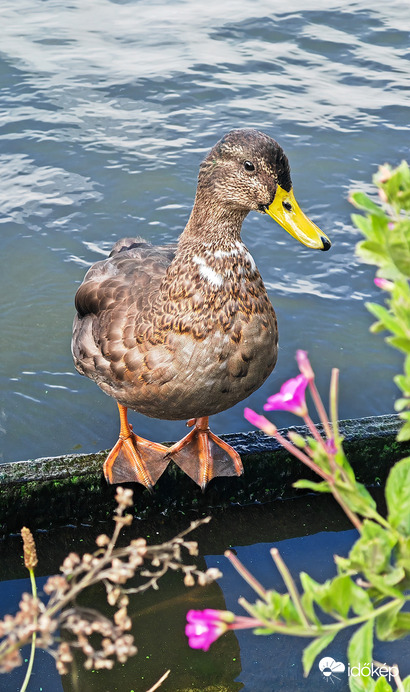 Barátságos kacsa II.