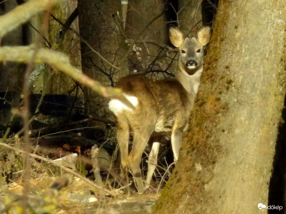 Lesőke. 