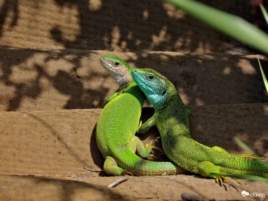 Fotogén páros