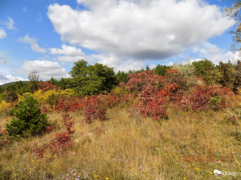 Színkavalkád cserszömörcével.