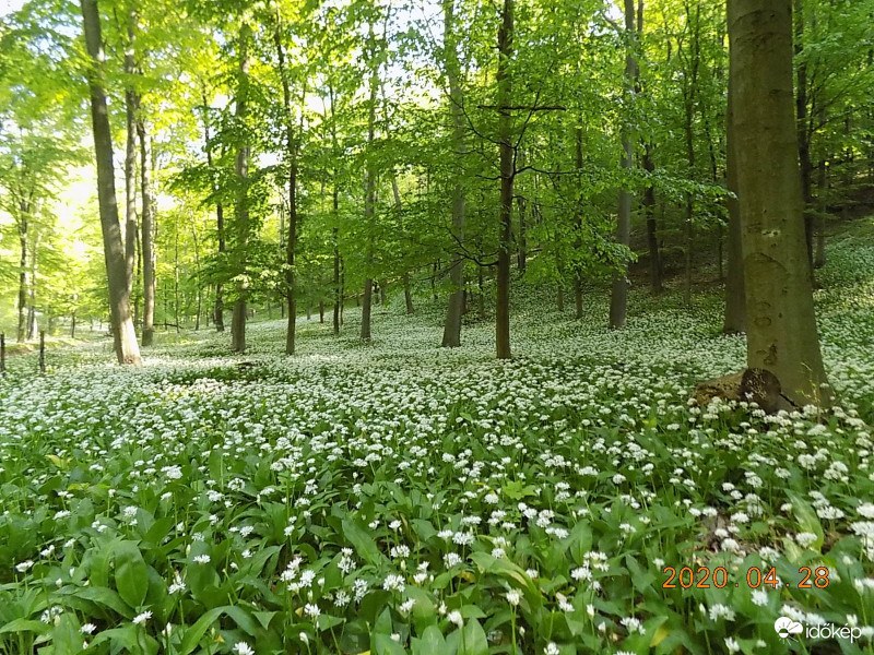 Hagymatenger