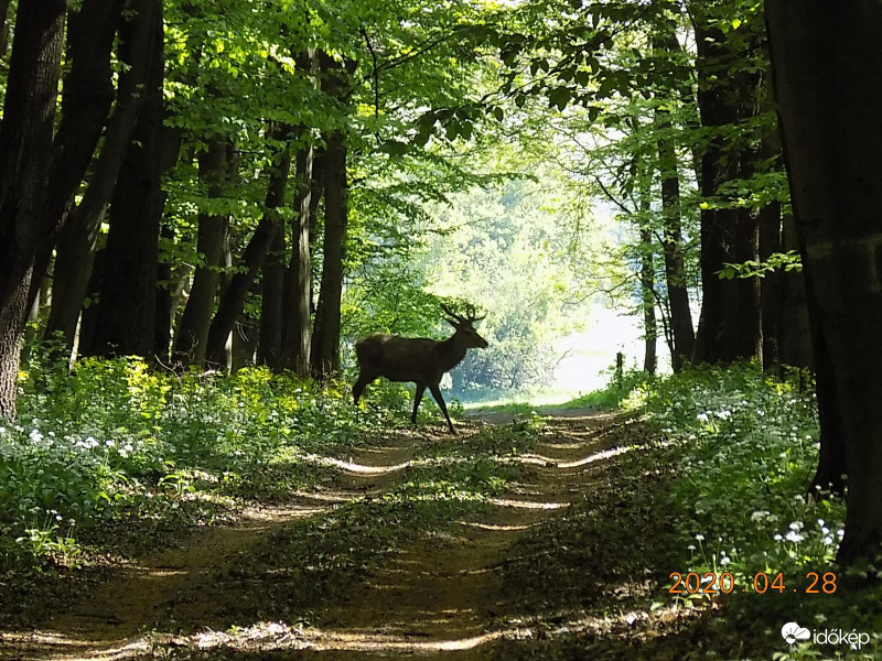 Sziluett.