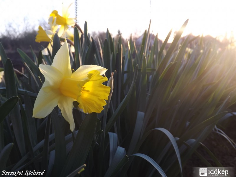 Tavaszi 