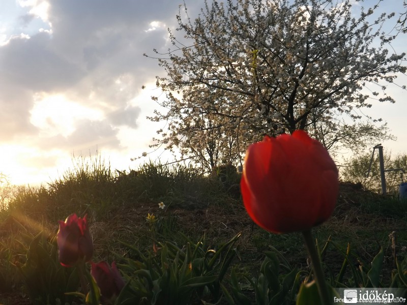 Tulipán