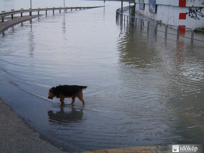 A kutya élvezi a vizet csak..